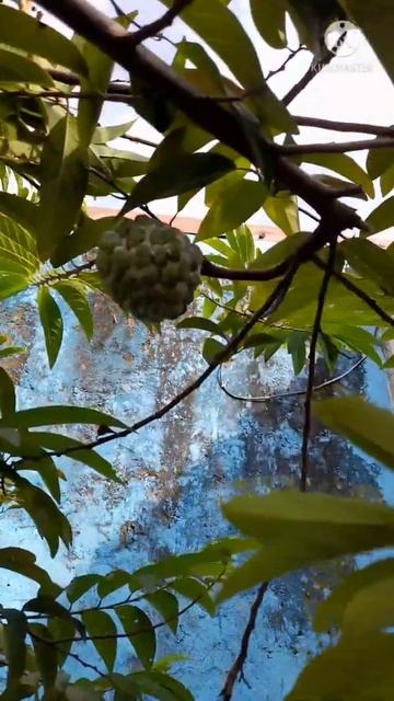 UNIQUE tropical fruit🍐😍 Srikaya / annona squamosa #shorts #grateful