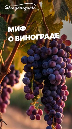 Мифы о винограде:почему в Подмосковье можно выращивать столовые сорта / Мария Винокур Strogoorganic