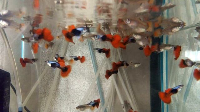 В ожидании корма. смотреть онлайн