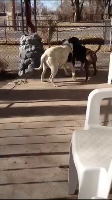 Chevy and porcha смотреть онлайн