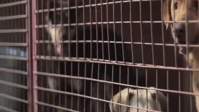 приют для собак смотреть онлайн