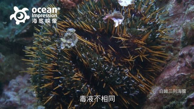 海底映像精選 海洋危險生物『海膽 Sea Urchin』