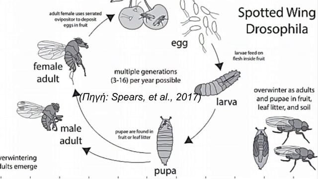 Drosophila suzukii (Κηλιδόπτερη Δροσόφιλα) // Decis Trap смотреть онлайн
