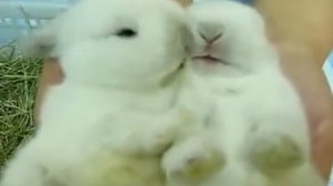 Пушистые крольчата