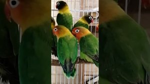 корелла, неразлучники, какарики