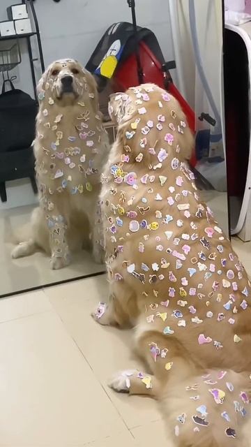 fully body stickers cover🤣 ya kya hogya😂😂This🐶dog look in mirror plz subscribe for more video👉👈🥺🥺🙏 смотреть онлайн
