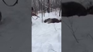 Охота на медведя с берлоги.