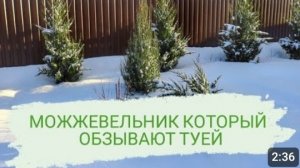 ОПЯТЬ ОБОЗВАЛИ ТУЕЙ МОЙ ЛЮБИМЫЙ МОЖЖЕВЕЛЬНИК "СПАРТАН". 21.01.2024г.