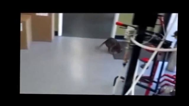 Смешные кошки 2015 V.11 - Funny Cats 2015 V.11 смотреть онлайн