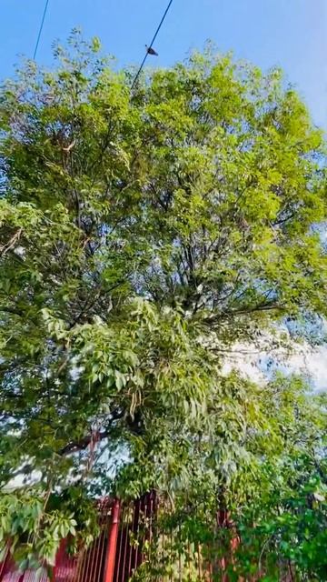 🦜🦜🦜 ОРУЩИЕ ПТИЦЫ АРГЕНТИНЫ. Берегите уши! #аргентина #подорогедомой #птицы смотреть онлайн