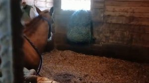 оповаживание жеребенка. Квотерхорс, Школа спортивного вестерна г Москва