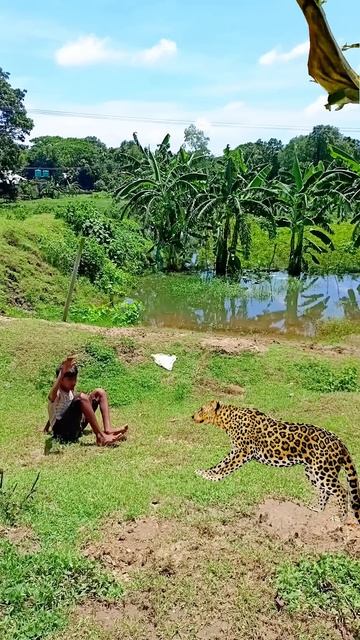 Tiger Attack #shorts #vfx #wildlife #tiger #leopard #trending #animals смотреть онлайн
