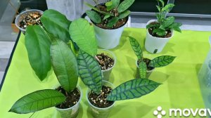 КОМНАТНЫЕ РАСТЕНИЯ(ЦВЕТЫ).ХОЙИ.РАЗМНОЖЕНИЕ ПЕРЕСАДКА.