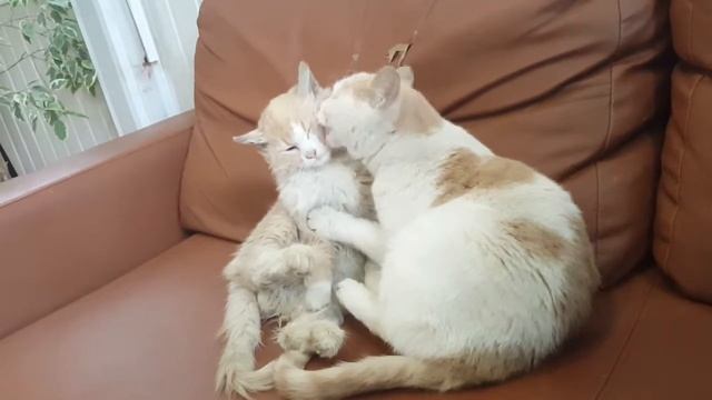 Кошки. Кошачьи ласки,  Забота о маме.