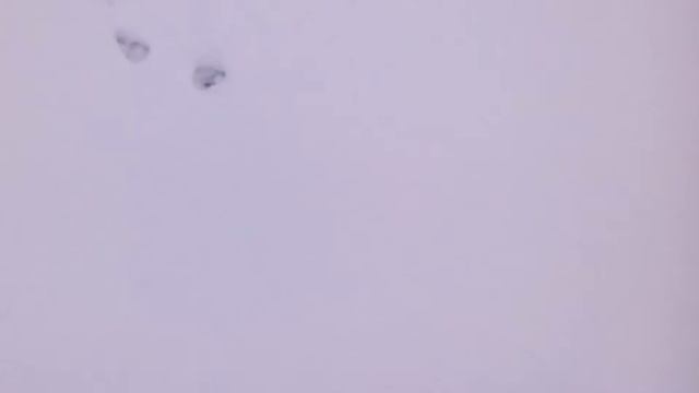 охота с рос смотреть онлайн