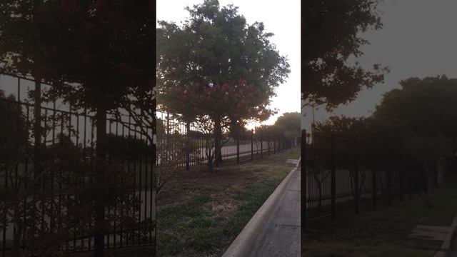 Dallas Nature смотреть онлайн