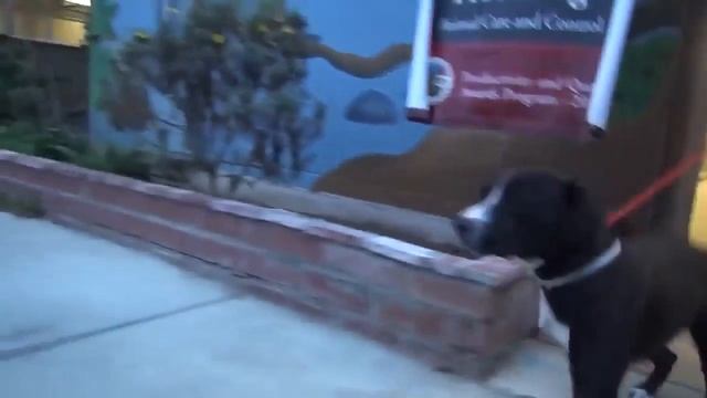 Собака не сдержала эмоций VHS Video смотреть онлайн