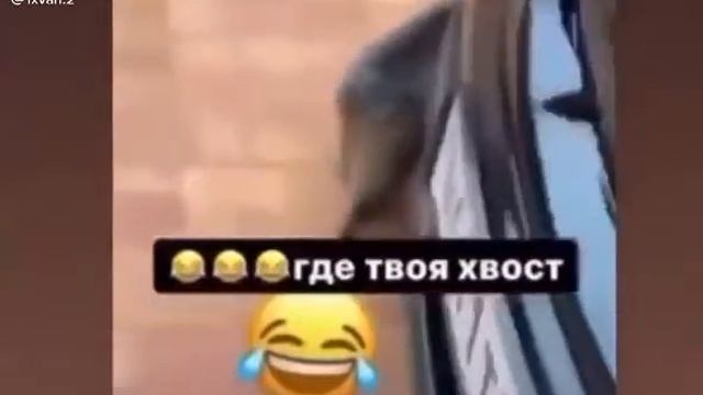 пису где твоя хвост смотреть онлайн