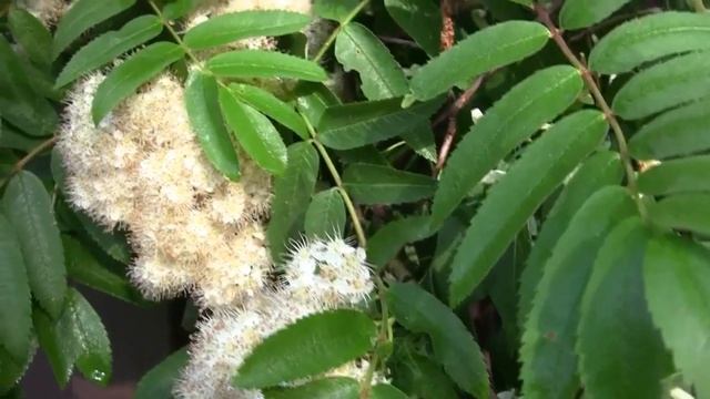 "ОЙ, РЯБИНА КУДРЯВАЯ" смотреть онлайн