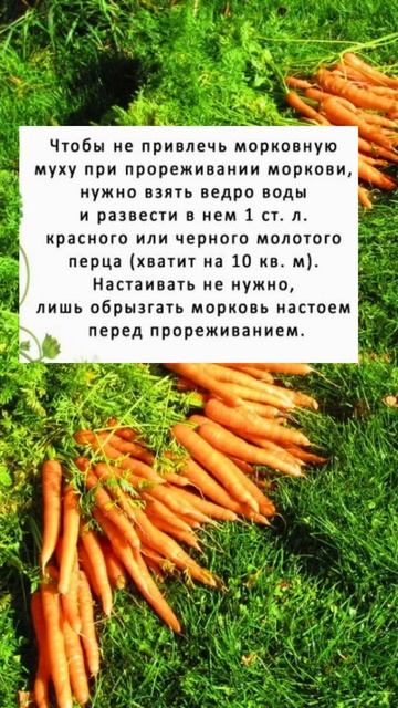 Это Копеечное Средство Убережет Морковь От Морковной Мухи! #shorts смотреть онлайн