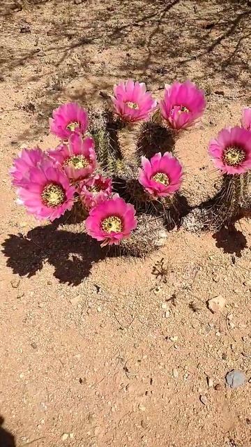 Hedgehog cactus #prismlivestudio #hedgehog #cactus #arizona смотреть онлайн
