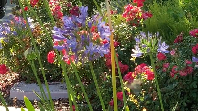 Hummingbirds remember the flower they visited смотреть онлайн