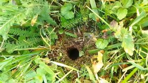 Гнездо ос на участке. Wasp nest in my yard. Оса обыкновенная (лат. Vespula vulgaris)