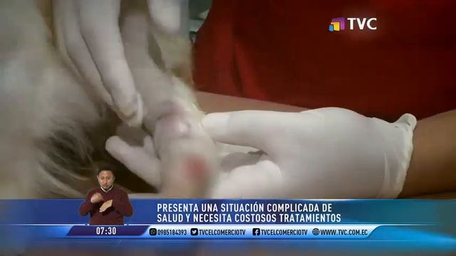 Perrita fue encontrada en la basura con evidencia de maltrato смотреть онлайн