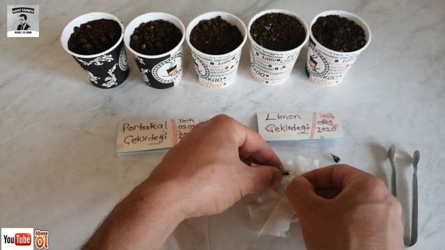 PORTAKAL ve LİMON ÇEKİRDEĞİ ÇİMLENDİRME (Filizlendirme) Nasıl Yapılır? смотреть онлайн