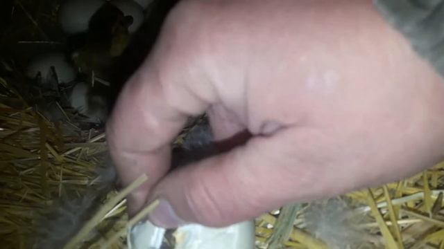 Индоутята/вывод смотреть онлайн