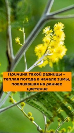 Почти 18 тонн мимозы уже экспортировала Абхазия в Россию с начала сезона