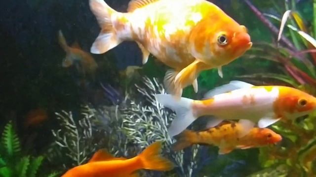 День защиты окружающей среды. Рыбы. смотреть онлайн