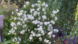 Philadelphus Pearls Of Perfume