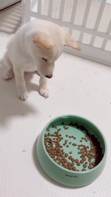 用新的碗碗🥣 買了一個重又大的碗，希望他可以吃慢一點 смотреть онлайн