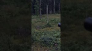 охота на косулю с манком .. 2015 (Buku medibas)