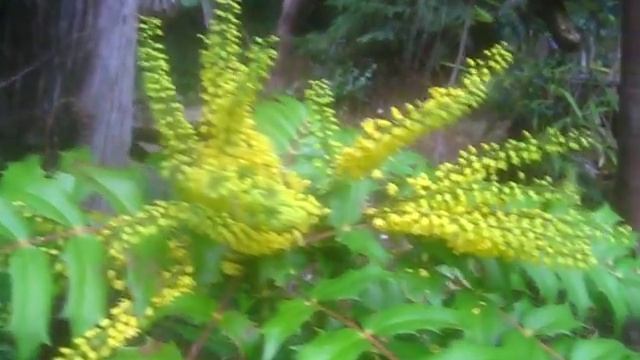 Winter Blooms смотреть онлайн