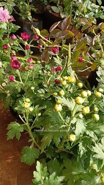 winter flowering plants shopping tips 🪴🛍️💸#shorts #youtubeshorts #winterplant #plantshopping смотреть онлайн