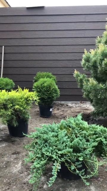 ПОСАДКА И РАССТАНОВКА ХВОЙНЫХ РАСТЕНИЙ✨🩵. #катеринаагамалова #ландшафтныйдизайн #сад #shorts #дача смотреть онлайн