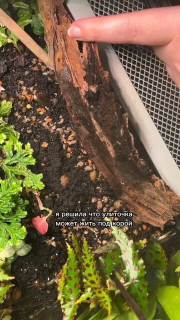 Кому улиточку? 🐌🌿 #растениядома #флорариум #комнатныерастения #растения #бегония #фиттония смотреть онлайн
