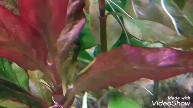 2. Neon innesa - tarło смотреть онлайн