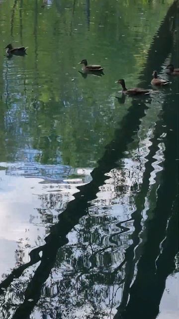 Очень крутое место в Харькове. Красивые мини озера, птицы. #park #nature смотреть онлайн