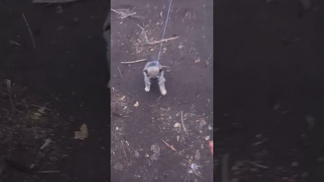 обновляю охрану. смотреть онлайн