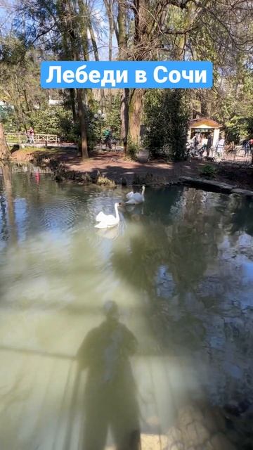 ЛЕБЕДИ В СОЧИ #shorts смотреть онлайн