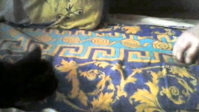 Опасные игры с котёнком. смотреть онлайн