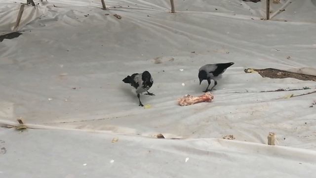 Вороны. Мясная пирушка \ Hooded crows. Meat feast смотреть онлайн