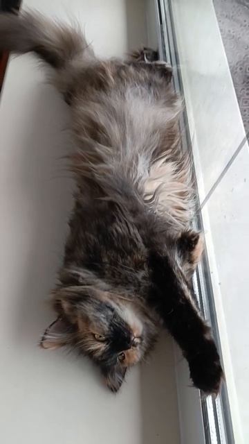 Какие команды знает🐈🐈🐈 смотреть онлайн