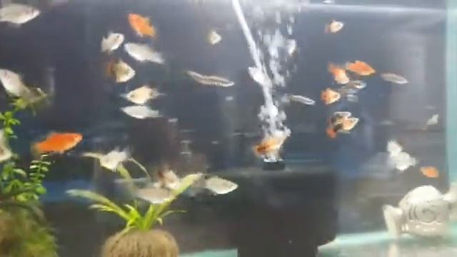 Неоны и пецилии смотреть онлайн