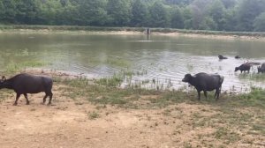 domestic buffaloes to Abkhazia! домашние буйволы в Абхазии!