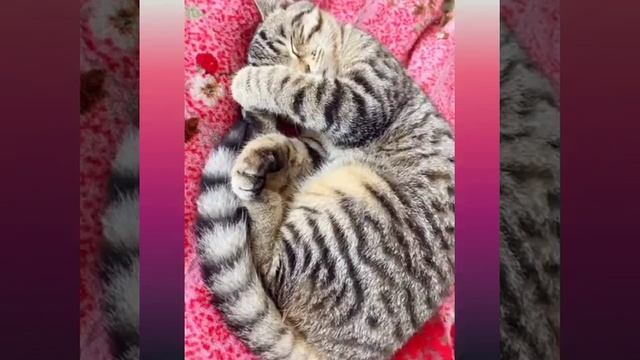 үй жануарлары 0 "А"сынып.Базаркелді мектеп смотреть онлайн