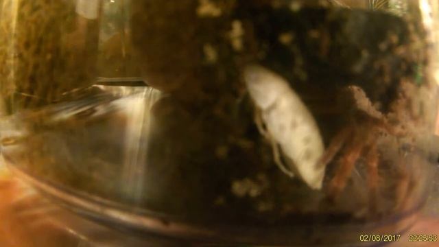 EVERYTHING YOU NEED TO KNOW ABOUT THE KING BABOON TARANTULA !!!! смотреть онлайн